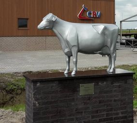 Metallic koe