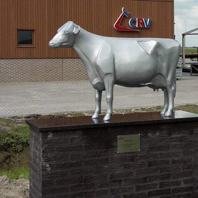 Metallic koe
